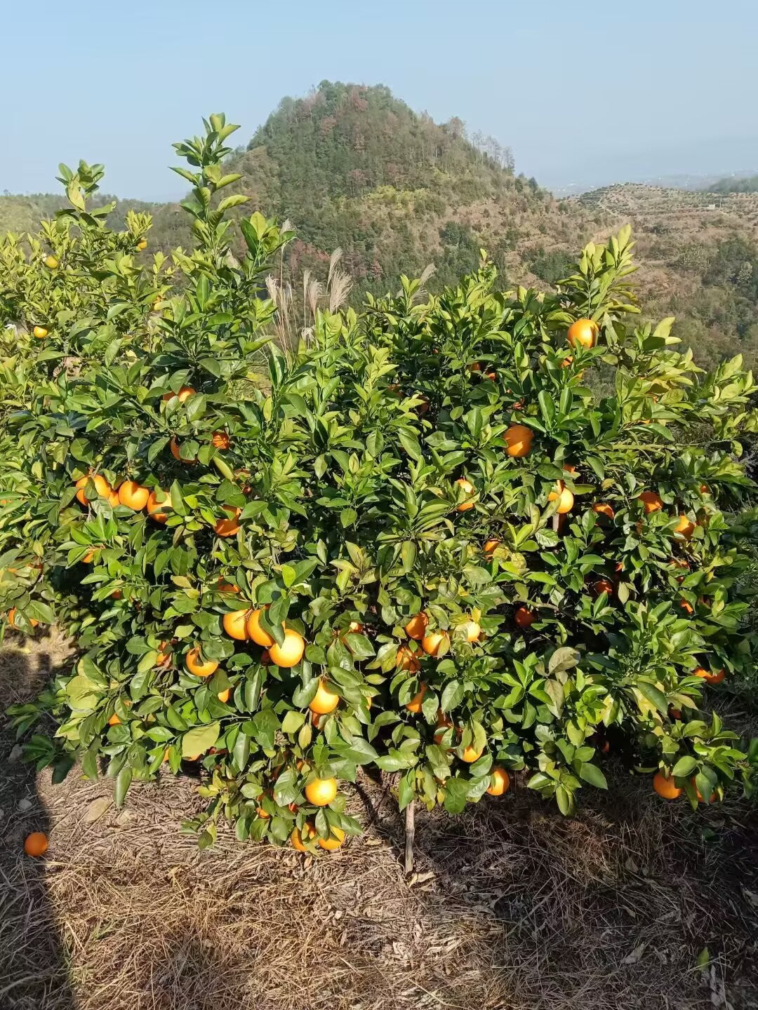 赣南脐橙（Pre-sale大果）