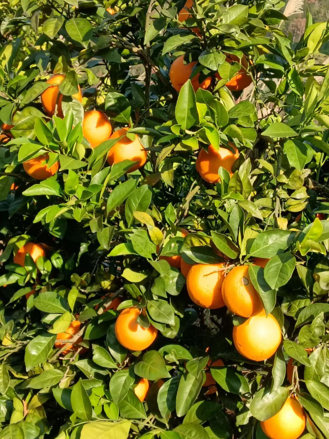 赣南脐橙（Pre-sale大果）