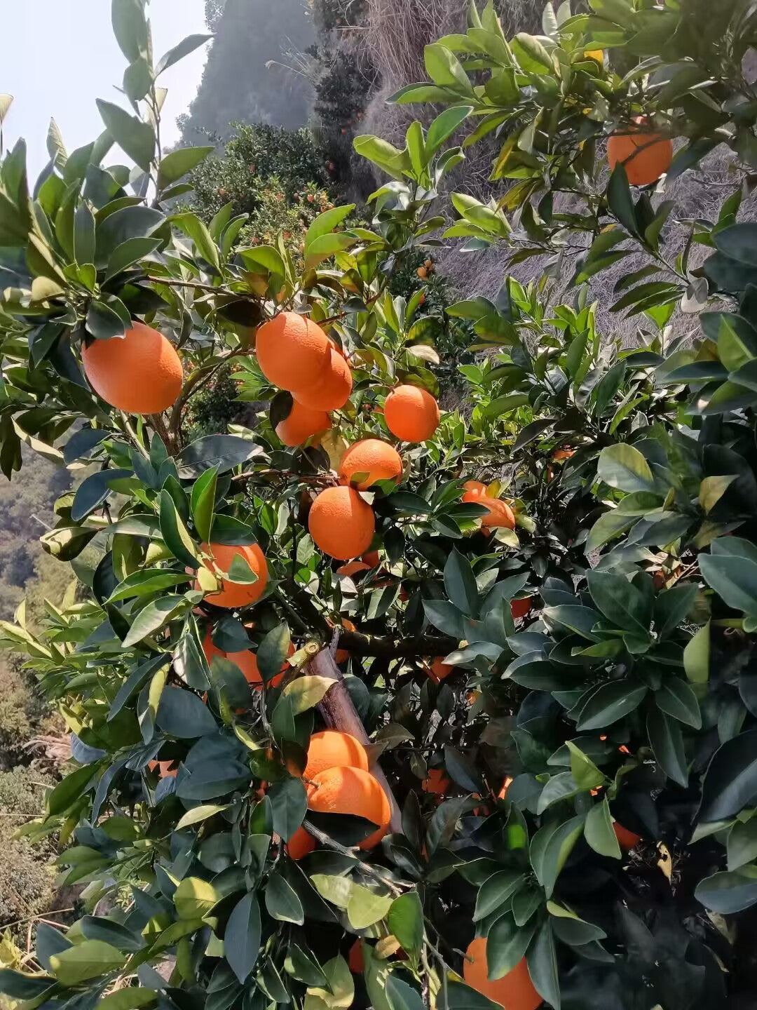 赣南脐橙（Pre-sale大果）